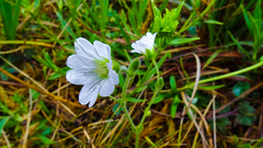 Cerastium