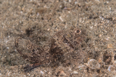 Pteroidichthys amboinensis