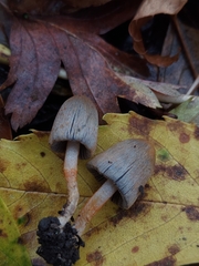 Coprinopsis erythrocephala