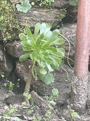 Aeonium canariense