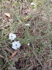 Glandularia thymoides