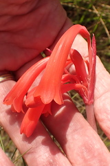 Cyrtanthus angustifolius