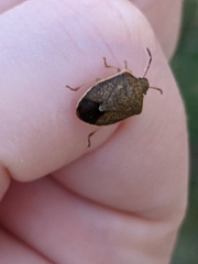 Holcostethus limbolarius