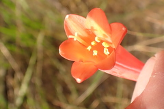 Cyrtanthus angustifolius