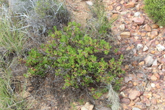 Mesembryanthemum longistylum
