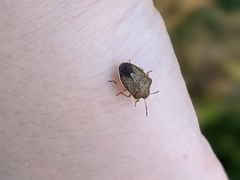 Holcostethus limbolarius