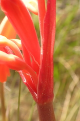 Cyrtanthus angustifolius