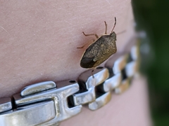 Holcostethus limbolarius