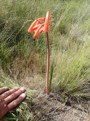 Cyrtanthus angustifolius