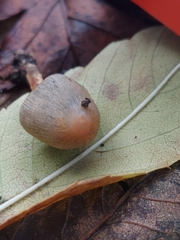 Coprinopsis erythrocephala