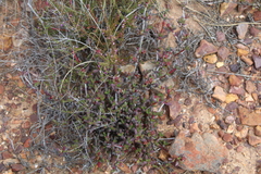 Ruschia diversifolia