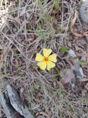 Crocanthemum brasiliense