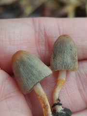 Coprinopsis erythrocephala