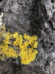 Polycauliona candelaria