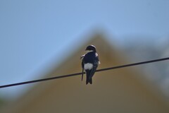 Tachycineta leucopyga