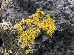 Polycauliona candelaria