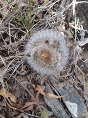 Parodia scopa