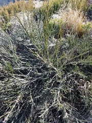 Carmichaelia australis