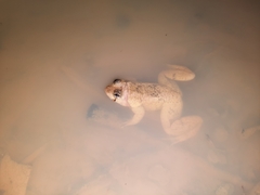 Occidozyga lima