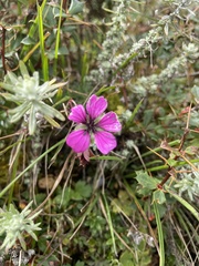 Geranium procurrens
