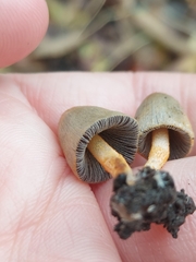 Coprinopsis erythrocephala