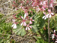 Pelargonium zonale