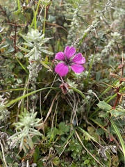 Geranium procurrens