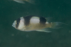 Amblypomacentrus breviceps