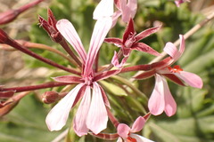 Pelargonium zonale