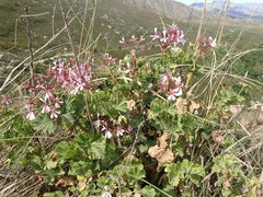 Pelargonium zonale