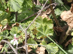 Pelargonium zonale