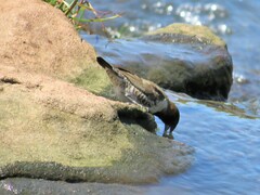 Spermestes cucullata scutata