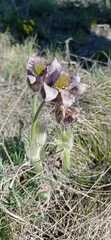 Pulsatilla