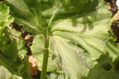Pelargonium zonale