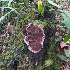 Punctularia atropurpurascens