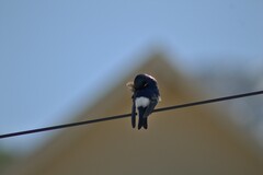 Tachycineta leucopyga