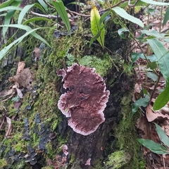 Punctularia atropurpurascens