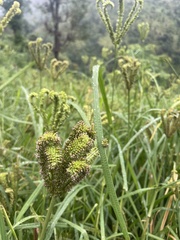 Eleusine coracana