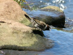 Spermestes cucullata scutata