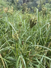 Eleusine coracana