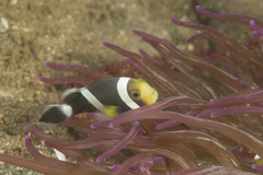 Amphiprion polymnus