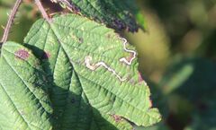 Stigmella aurella