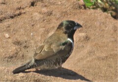 Spermestes cucullata scutata