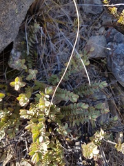 Veronica pinguifolia