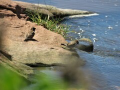 Spermestes cucullata scutata