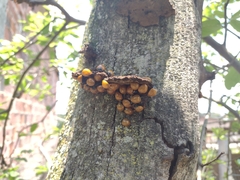 Coccinellinae