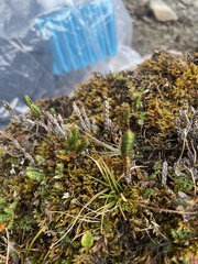 Cassiope fastigiata fastigiata