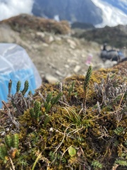 Cassiope fastigiata fastigiata