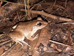 Limnonectes blythii