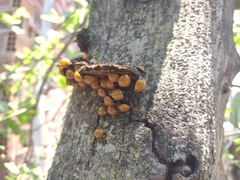 Coccinellinae
